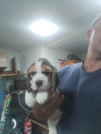 Beagle – Gyönyörű kölykök