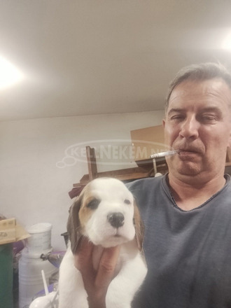 Beagle – Gyönyörű kölykök