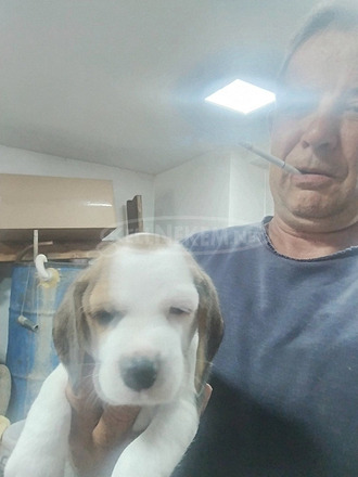 Beagle – Gyönyörű kölykök