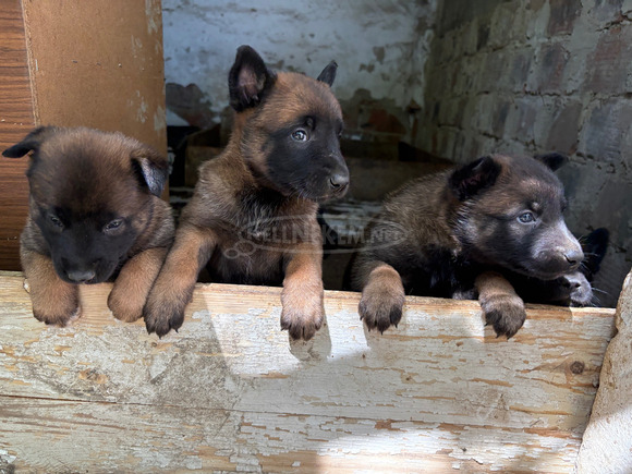 Fajtatiszta belga juhász kölykök (Malinois)