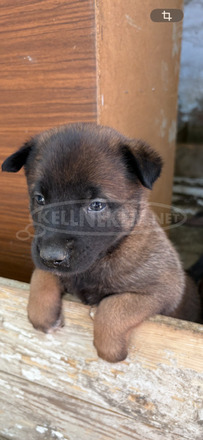 Fajtatiszta belga juhász kölykök (Malinois)