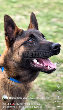 Fajtatiszta belga juhász kölykök (Malinois)