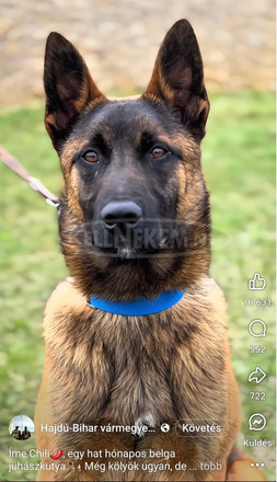 Fajtatiszta belga juhász kölykök (Malinois)