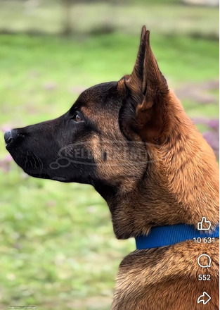 Fajtatiszta belga juhász kölykök (Malinois)
