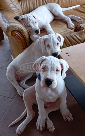 Argentin dog kiskutya eladó szerb - magyar vérvonalú