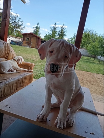 Argentin dog kiskutya eladó szerb - magyar vérvonalú
