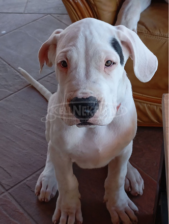 Argentin dog kiskutya eladó szerb - magyar vérvonalú