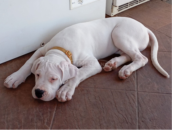 Argentin dog kiskutya eladó szerb - magyar vérvonalú