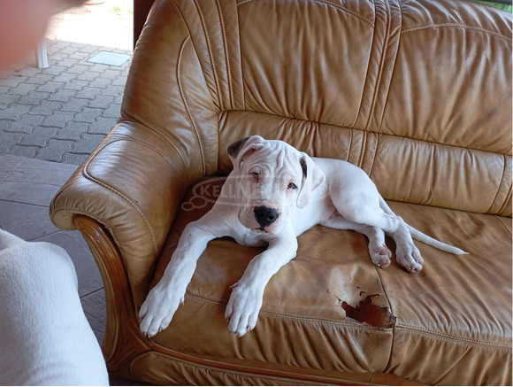 Argentin dog kiskutya eladó szerb - magyar vérvonalú