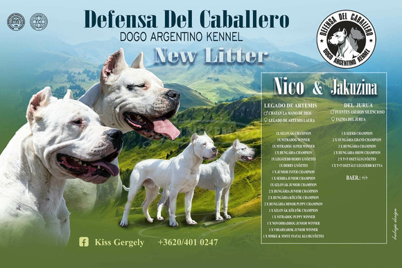 Argentin dog kiskutya eladó szerb - magyar vérvonalú