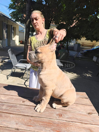 Cane Corso – Formentino kan kölykök eladók