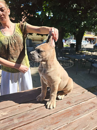 Cane Corso – Formentino kan kölykök eladók