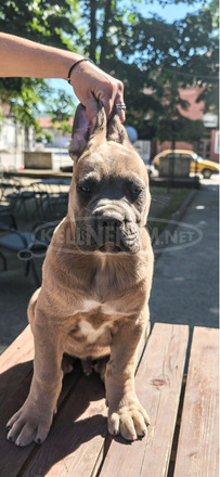 Cane Corso – Formentino kan kölykök eladók