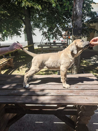 Cane Corso – Formentino kan kölykök eladók