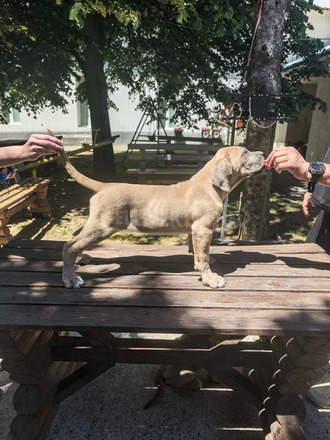 Cane Corso – Formentino kan kölykök eladók