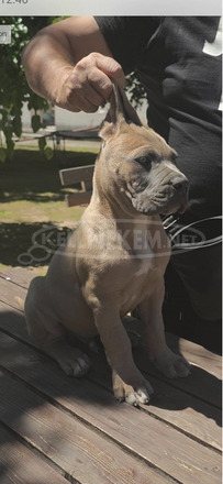Cane Corso – Formentino kan kölykök eladók