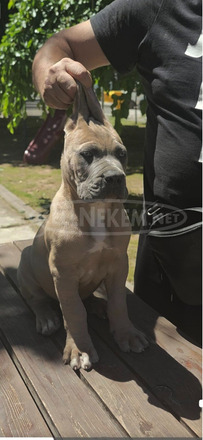 Cane Corso – Formentino kan kölykök eladók