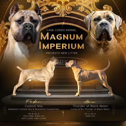 Cane Corso – Formentino kan kölykök eladók