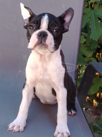 Boston Terrier – Kölykök