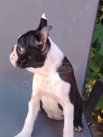 Boston Terrier – Kölykök