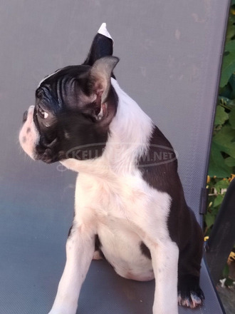 Boston Terrier – Kölykök