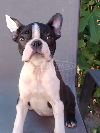 Boston Terrier – Kölykök
