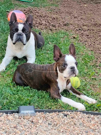 Boston Terrier – Kölykök