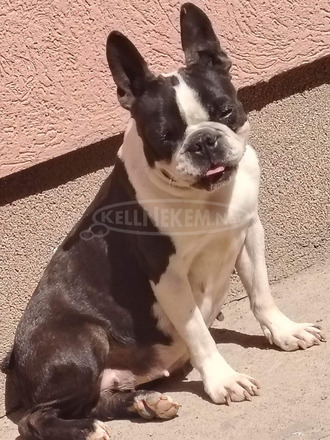 Boston Terrier – Kölykök