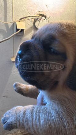 Bordeaux-i dog kölykök