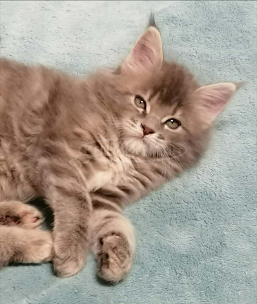 Maine coon lány kiscica