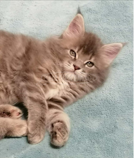 Maine coon lány kiscica