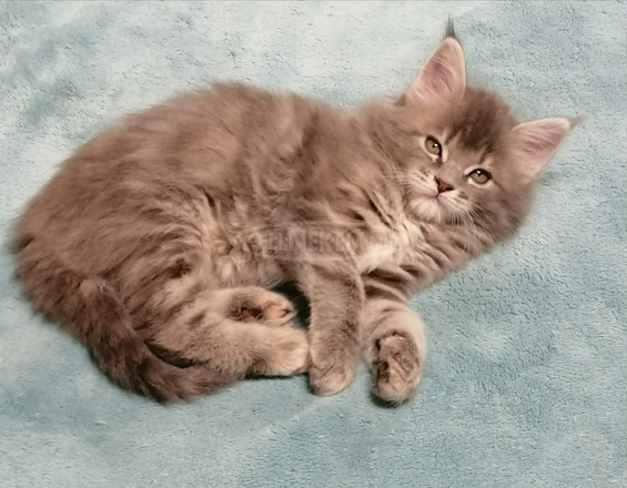 Maine coon lány kiscica