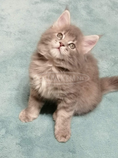 Maine coon lány kiscica