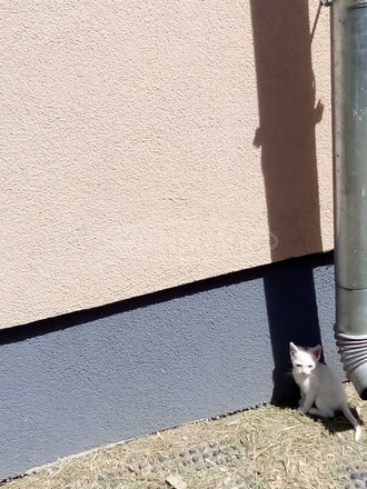 Ingyen elvihető cica, macska Siófokon