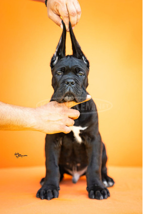 Cane Corso – Gyönyörű kölykök