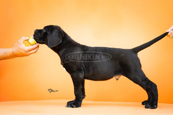 Cane Corso – Gyönyörű kölykök