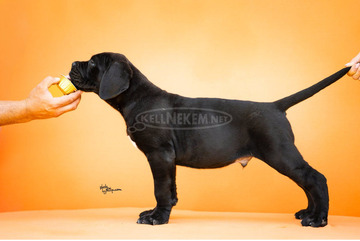 Cane Corso – Gyönyörű kölykök