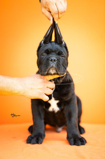 Cane Corso – Gyönyörű kölykök