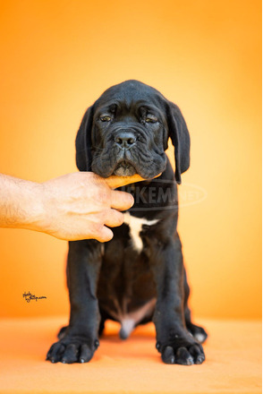 Cane Corso – Gyönyörű kölykök