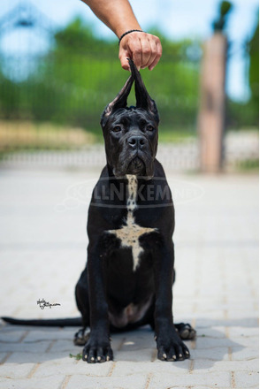 Cane Corso – Gyönyörű kölykök