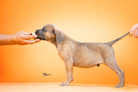 Cane Corso – Gyönyörű kölykök