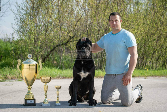 Cane Corso – Gyönyörű kölykök