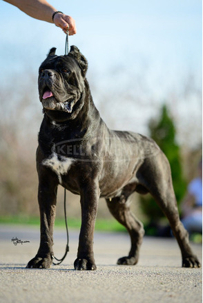 Cane Corso – Gyönyörű kölykök
