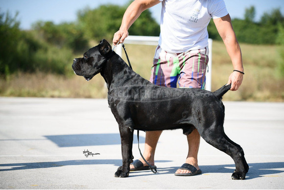 Cane Corso – Gyönyörű kölykök