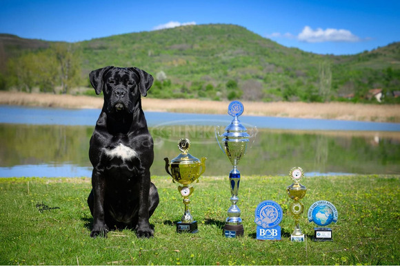 Cane Corso – Gyönyörű kölykök