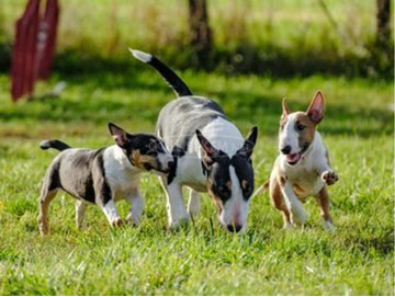 niatűr bullterrier