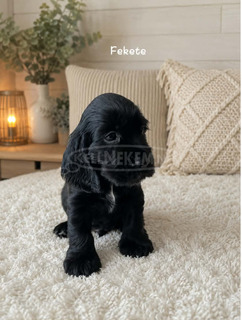 Angol cocker spániel kiskutyák