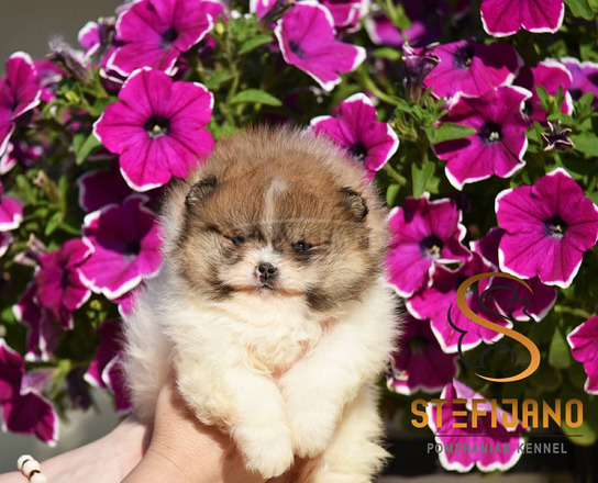 Pomerániai Boo – gyönyörű kölykök
