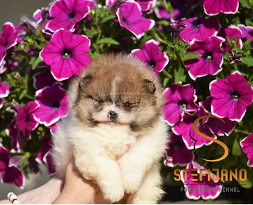 Pomerániai Boo – gyönyörű kölykök