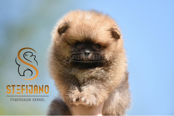 Pomerániai Boo – gyönyörű kölykök